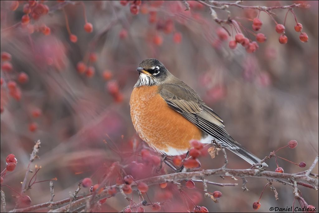 tn_American Robin_0008-1.jpg
